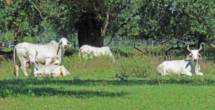 Even Brahman cows at Ford Farms were out basking in the sun on Wednesday. Photo credit: Doug Mayo.