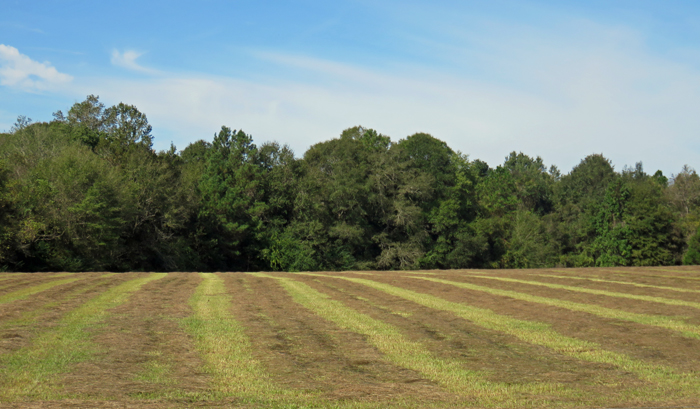 Hay drying in the warm sunshine of October. Photo credit: Doug Mayo