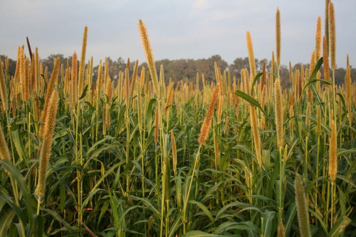 Pearl Millet in bloom. Photo Credit: Danielle Treadwell, UF/IFAS