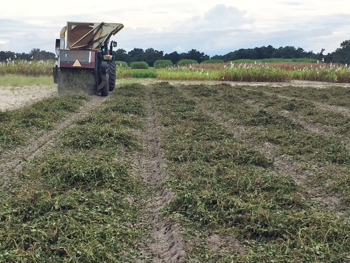 Figure 2- Peanut harvest at Citra yielded 6,192 lbs/ac with leftover residue averaging 6.3 t/ac (dried)