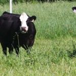 Principles of Pasture Productivity Workshop Series June 9 or 14 Principles of Pasture Productivity Workshop Series June 9 or 14