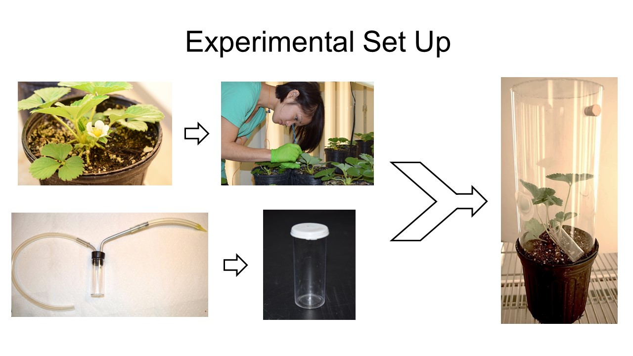 Figure 2. Procedures in the experiments conducted to characterize and quantify thrips injury to strawberry. Photo credit: Iris Strzyzewski