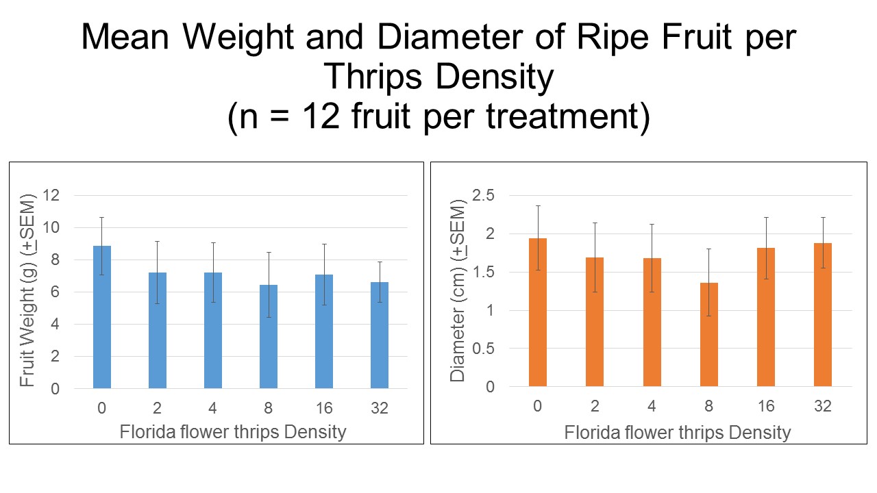 Figure 4. Relationship between thrips density on fruit weight and diameter of strawberry in laboratory experiments. Photo credit: Iris Strzyzewski