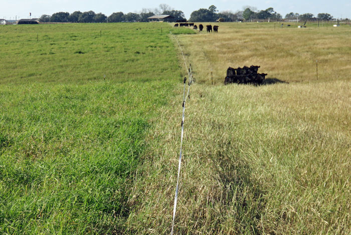Researchers at Auburn Univerity have conducted research trials feeding cow-calf pairs and stocker calves on stockpiled Tifton 85 bermudagrass at the Wiregrass Research and Education Center in Headland, Alabama.