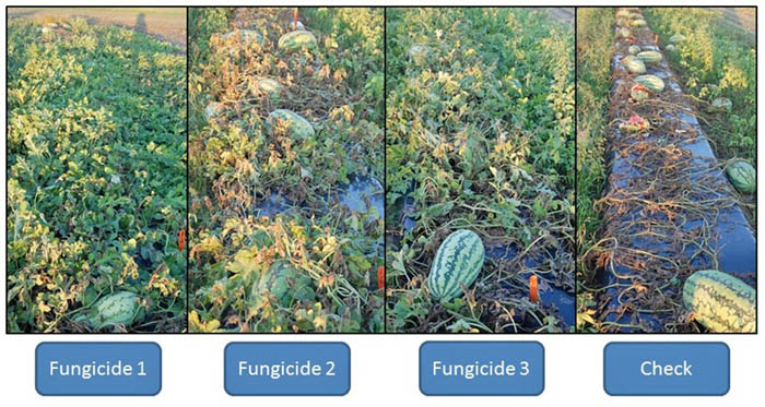 Fig. 2: An example of disease presence in 3 different fungicide programs using products for gummy stem blight management. Applications were made on a regular schedule in all plots. Check treatments did not have any fungicide products applied to them.