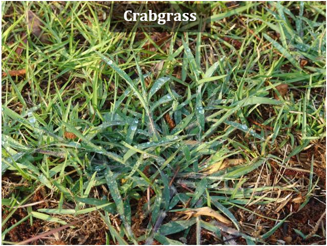 Crabgrass plant. Photo: EDIS ENH1134