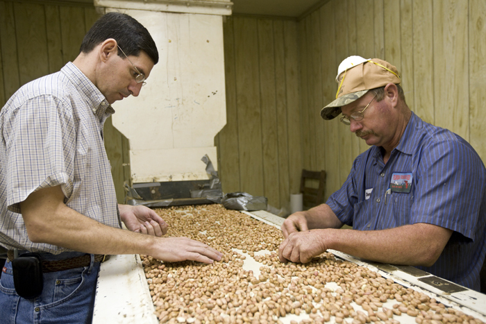 Professor Barry Tillman (left) helping to examine peanut quality at the NFREC in Marianna, Florida. Peanuts, agronomy, factory, food production. UF/IFAS Photo: Tyler Jones.
