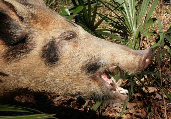 Feral swine can cause $2 million per year in lost cattle production in Florida, according to a new study led by Samantha Wisely, UF/IFAS associate professor of wildlife ecology and conservation. Photo credit: UF/IFAS archive