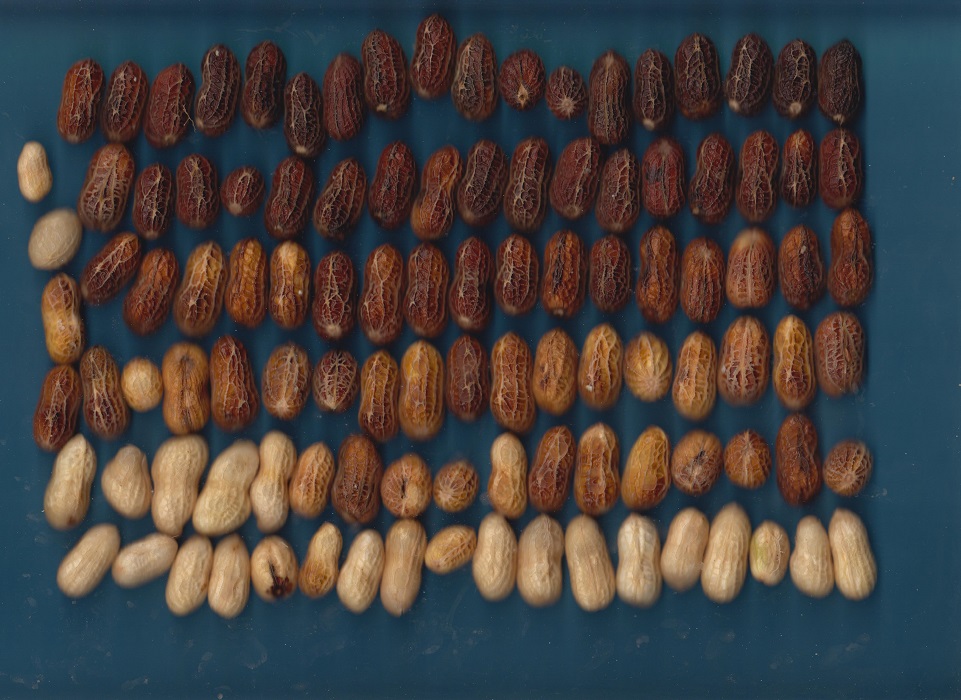 "Blasted" pods prepared for scanning. The scanned image is analyzed to determine maturity and generate a recommended harvest date. Photo credit: Mark Mauldin 