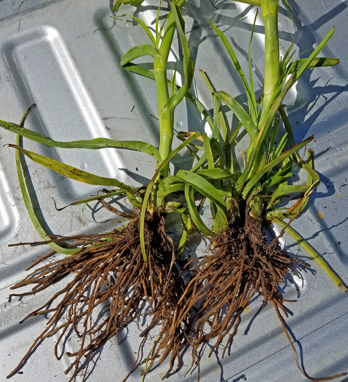 Figure 2. Control of spiderwort is made difficult because of its large root crown that provides reserves for regrowth after canopy burn-down. Photo credit: Jay Ferrell