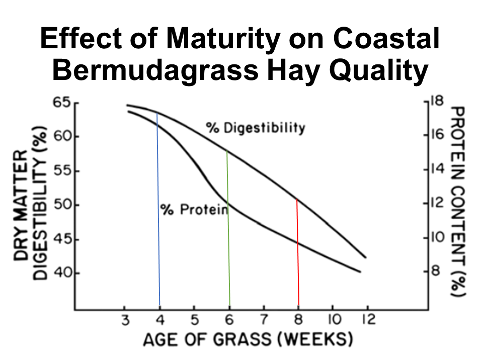 Effect of Maturity of Coastal Bermudagrass