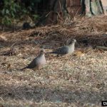 Planning Ahead for Dove Season Planning Ahead for Dove Season