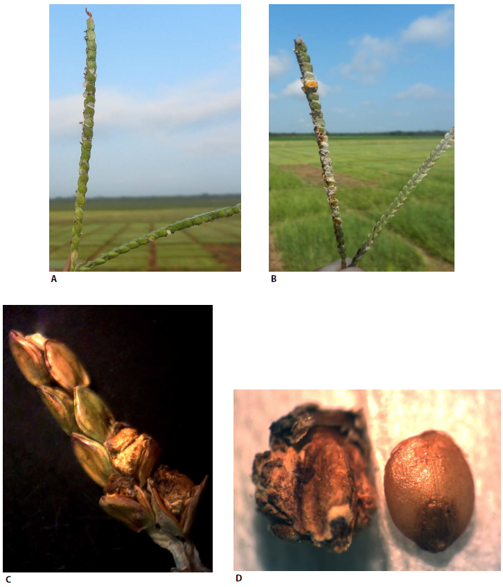 FIGURE 1 Ergot (Claviceps paspali Stevens and Hall) in ‘Argentine’ bahiagrass: (A) early stage of honeydew development at anthesis; (B) dried honeydew in approximate 40% of the seed head and saprophytic fungi growing in a seed head postanthesis; (C) seed head at the time of harvest with three florets whose seed was replaced by ergot (note how the fungal tissue forced the glumes apart) while the other florets were not affected by the fungus; (D) normal caryopsis fully developed, right, and caryopsis replaced by ergot, left. Source: Ergot Resistant Tetraploid Bahiagrass and Fungicide Effects on Seed Yield and Quality 