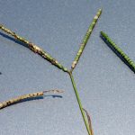 Ergot: A Fungal Disease in Argentine Bahiagrass Found in Jackson County Ergot: A Fungal Disease in Argentine Bahiagrass Found in Jackson County
