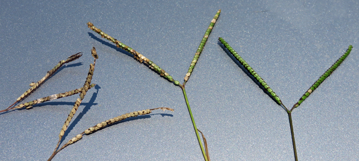 Ergot infected Argentine on the left and normal seadhead on the right