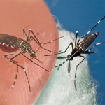 Zika Virus and Mosquito Control – Recommendations for Beekeepers and Rural Landowners Zika Virus and Mosquito Control – Recommendations for Beekeepers and Rural Landowners