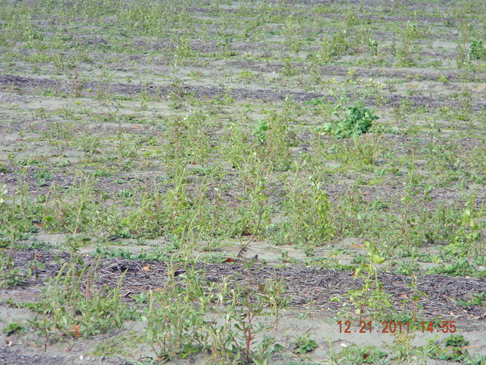 Palmer amaranth that emerged after harvest and survived into December. Photo credit: Jay Ferrell