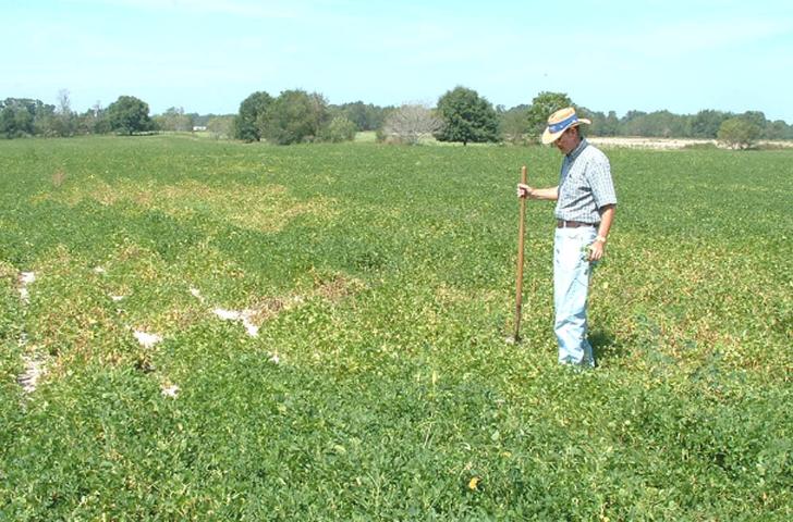 Patches of stunted and chlorotic (yellowed) peanut plants due to nematode infection. Photo by Jim Rich