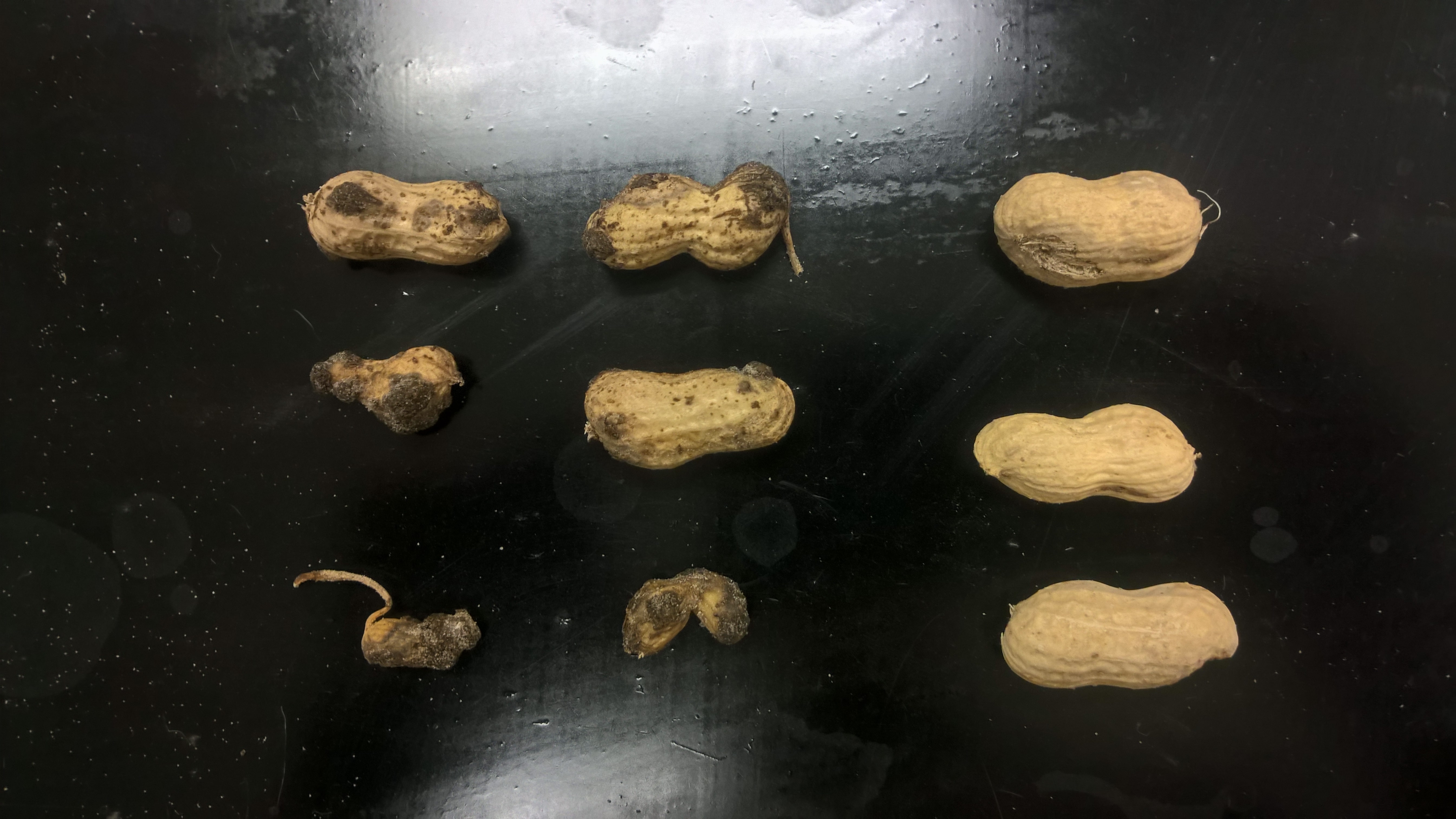 Peanut pods from Jackson County damaged by root-knot nematodes (left) compared to healthy pods (right). 