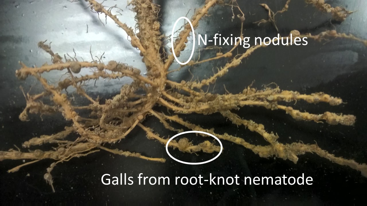 Peanut roots with galls caused by root-knot nematode. Galls are difficult to distinguish on peanut roots because N-fixing nodules cover the roots. Galls are thickenings of the roots while nodules are round attachments to the side of the roots.