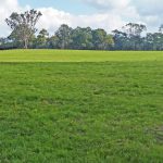 Next Year’s Bahia Grass Depends on This Year’s Renovation Preparation Next Year’s Bahia Grass Depends on This Year’s Renovation Preparation