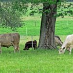 Improving Ranch Efficiency through Record Analysis Improving Ranch Efficiency through Record Analysis