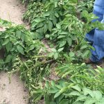 Potato Disease Management Starts with Monitoring Your Seed Stock Potato Disease Management Starts with Monitoring Your Seed Stock