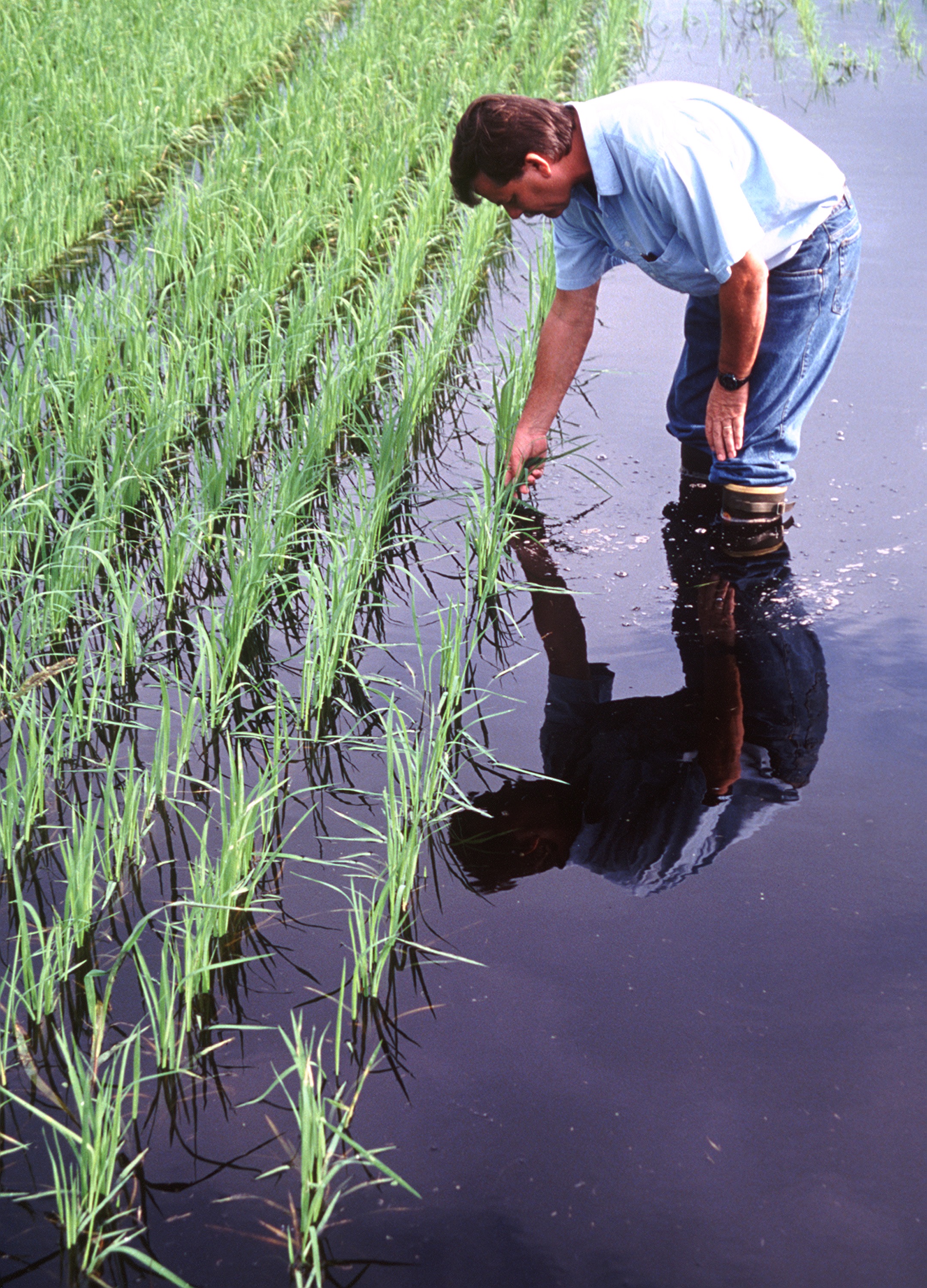 upland-rice-varieties-growing-guide-care-problems-and-harvest