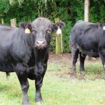 Bull Buying – Focus on Value Not Just Price Bull Buying – Focus on Value Not Just Price