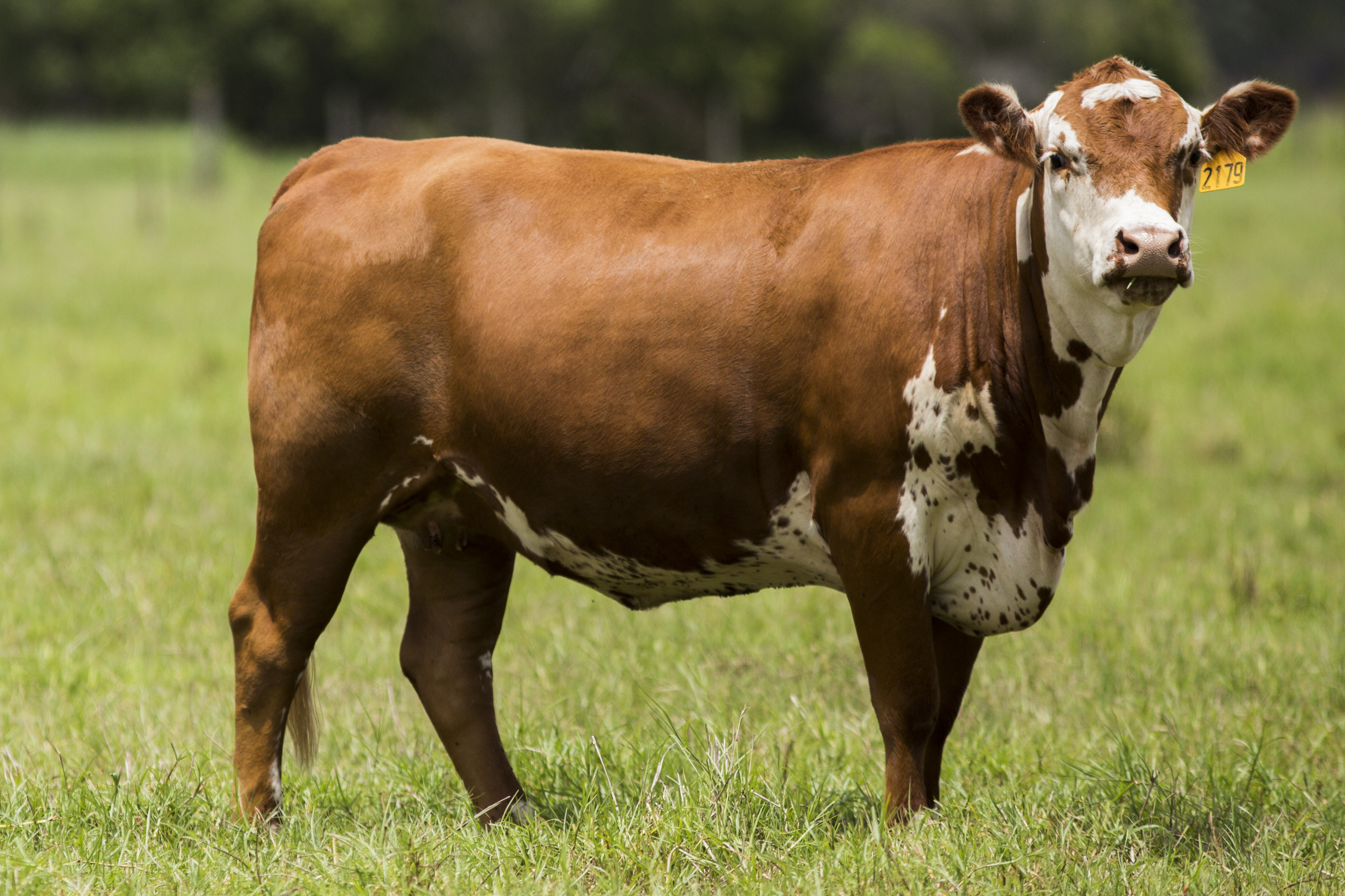 live-exports-are-the-key-to-maintaining-irish-cattle-prices-agriland-ie