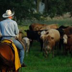 Friday Feature: Florida Ranchers Working Together to Supply Local Beef Friday Feature: Florida Ranchers Working Together to Supply Local Beef