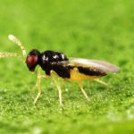 A Tiny Wasp to Fight the Asian Citrus Psyllid A Tiny Wasp to Fight the Asian Citrus Psyllid