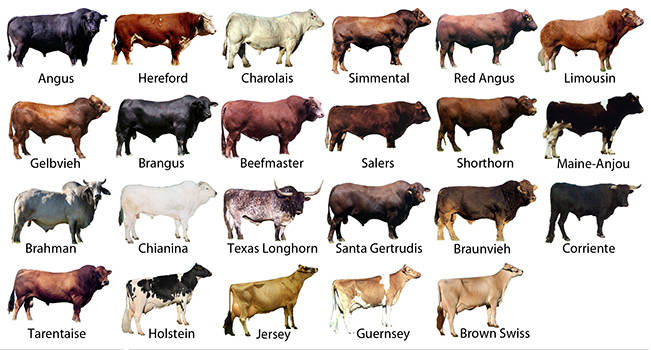 Cattle Breed Identification Chart