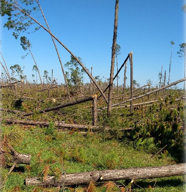 Forestry Hurricane Recovery Workshop – February 12