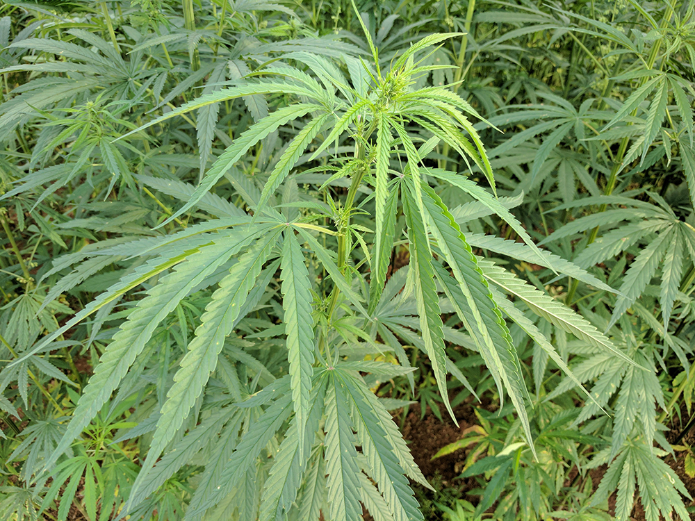 NC-State-hemp-plant-Photo-by-Debbie-Roos