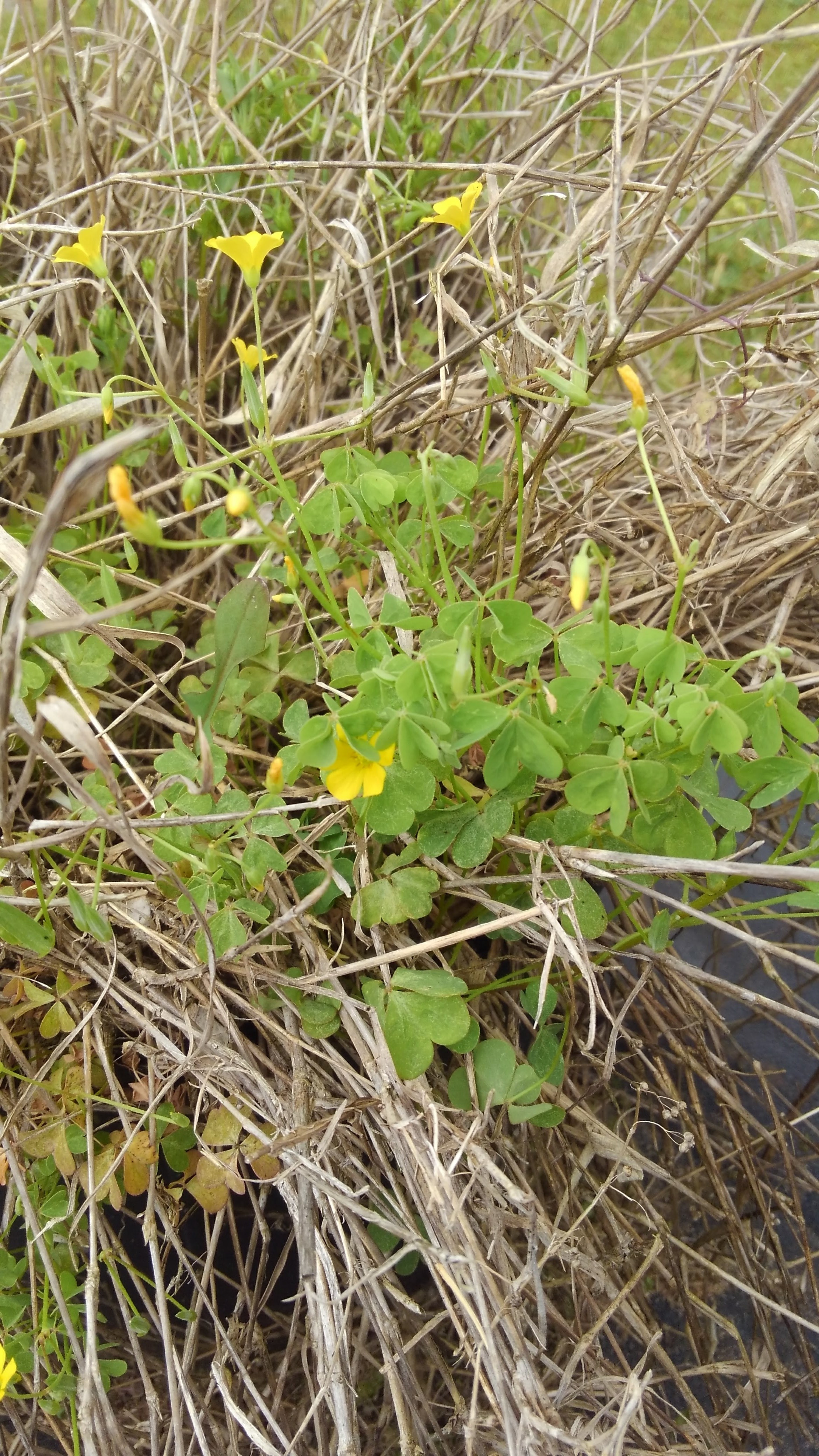 Beware Of Toxic Plants That Can Cause Kidney Failure In Livestock Panhandle Agriculture