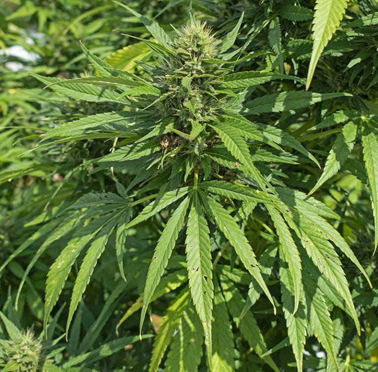 Florida Hemp Farming Rules to be Finalized in April Panhandle Agriculture