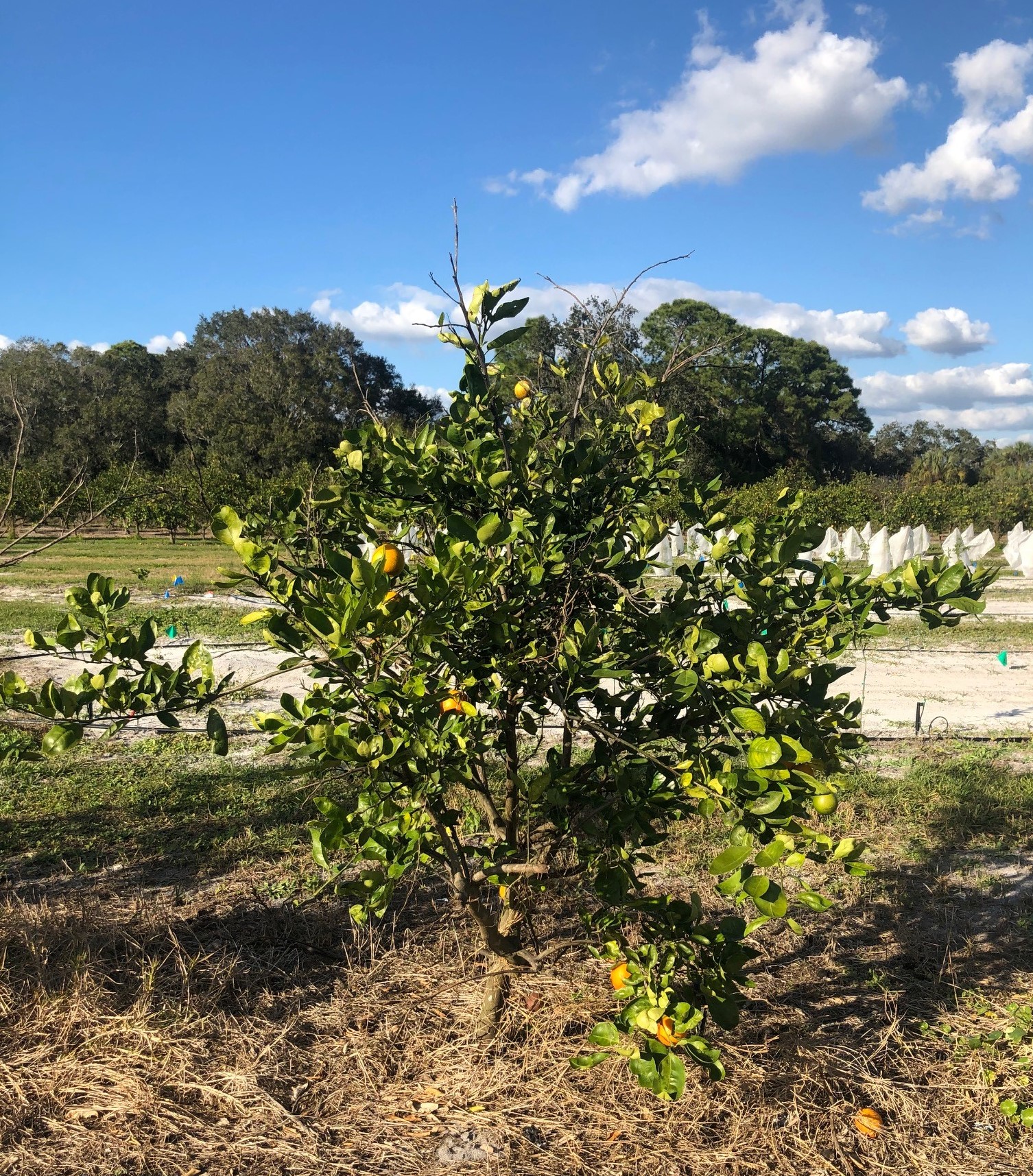 Keep an Eye Out for Citrus Greening this Winter | Panhandle Agriculture