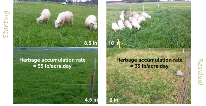 figure 1 sheep grazing comparison