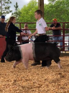 youth showing pig