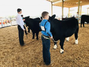 4-H youth showing cattle