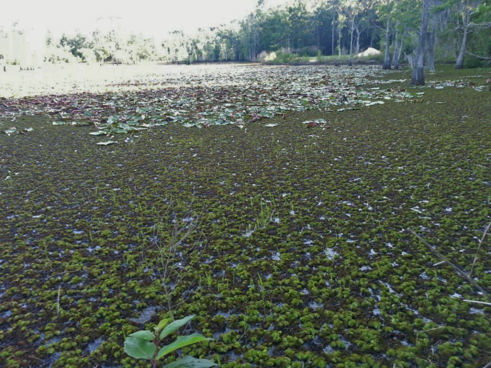 Giant Salvinia A Highly Invasive Aquatic Plant You Don’t