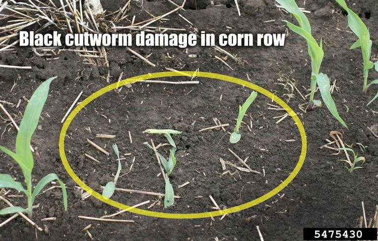 Cutworm damage in young corn.