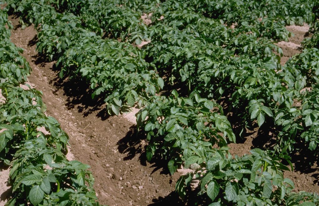 Show Your Love For Potatoes Plant Them This Valentines Day