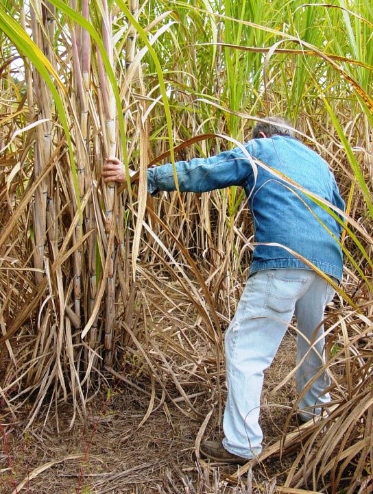 Each year various state and regional renowned speakers come to share with farmers and producers their experience in sugarcane production