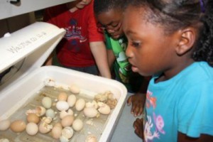 4-H embryology is a great way for school youth to learn about STEM and agriculture