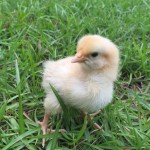 baby chick in grass