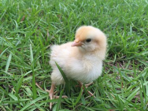 baby chick in grass