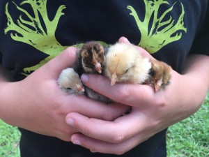 Child holding baby chicks in his hands.