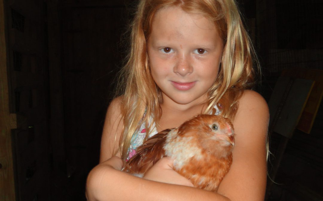 4-H Chick Chain Project Coming to a Close